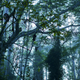 The Congo Basin spans an area the size of South Africa and France combined.